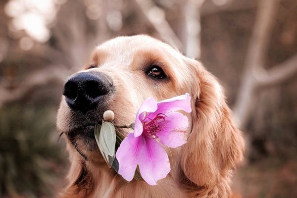 Cosa vuol dire avere un cane nella propria vita