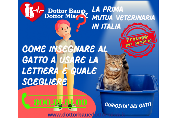 🐾💼Come insegnare al gatto a usare la lettiera e quale scegliere🐾❤️