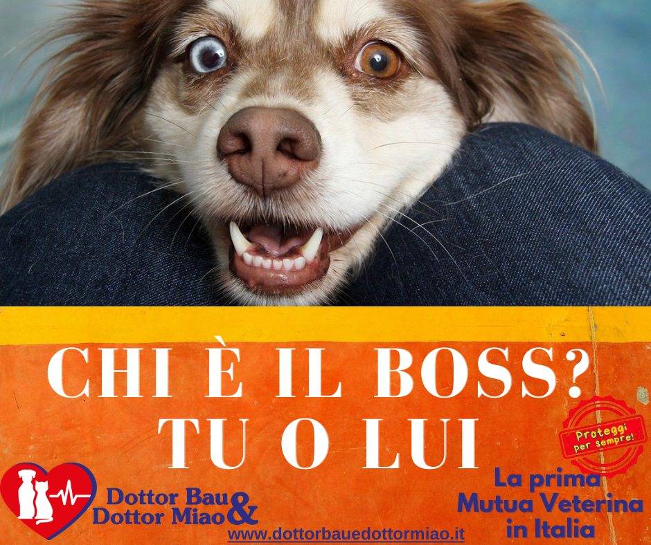 🐾🥇Cani: hanno scelto proprio te come padrone? Ecco i comportamenti da monitorare!👀🐕