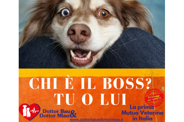 🐾🥇Cani: hanno scelto proprio te come padrone? Ecco i comportamenti da monitorare!👀🐕