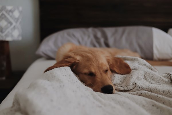 Cane con il mal di pancia: come comportarsi