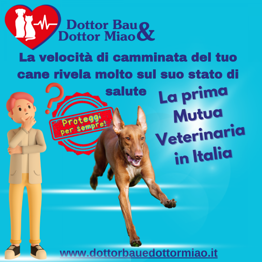 🐕🐾 Sai che la velocità di camminata del tuo cane può rivelare molto sul suo stato di salute? 👀💡