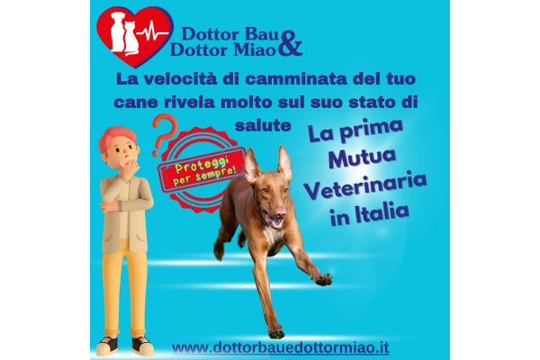 🐕🐾 Sai che la velocità di camminata del tuo cane può rivelare molto sul suo stato di salute? 👀💡