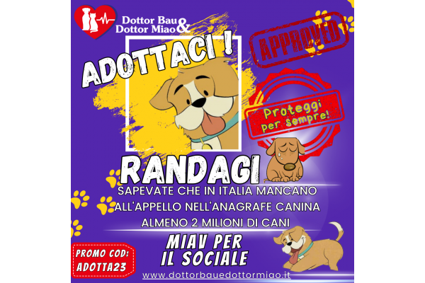 🐕 Randagi: Sapevate che in Italia mancano all'appello nell'anagrafe canina almeno 2 milioni di cani