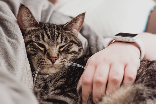 Capire il comportamento del gatto è possibile!