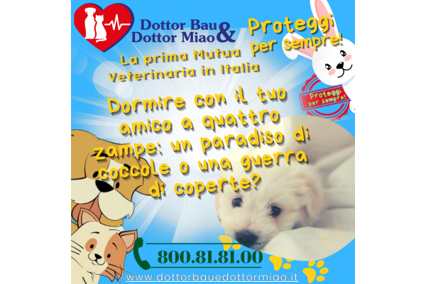 🛌💤 **Dormire con il tuo amico a quattro zampe: un paradiso di coccole o una guerra di coperte?** 🐶🌙