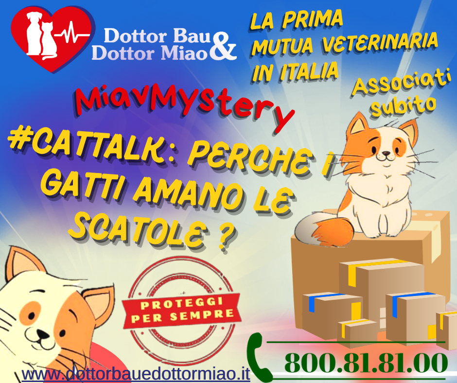 #CatTalk: Parola a Dottor Miao - Perché i gatti amano le scatole? 📦🐱