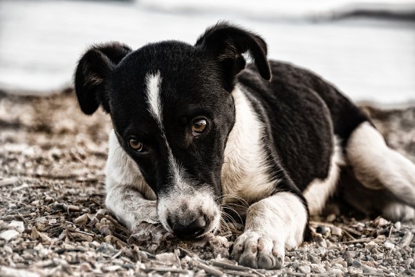 Leishmaniosi del cane: i sintomi e la trasmissione