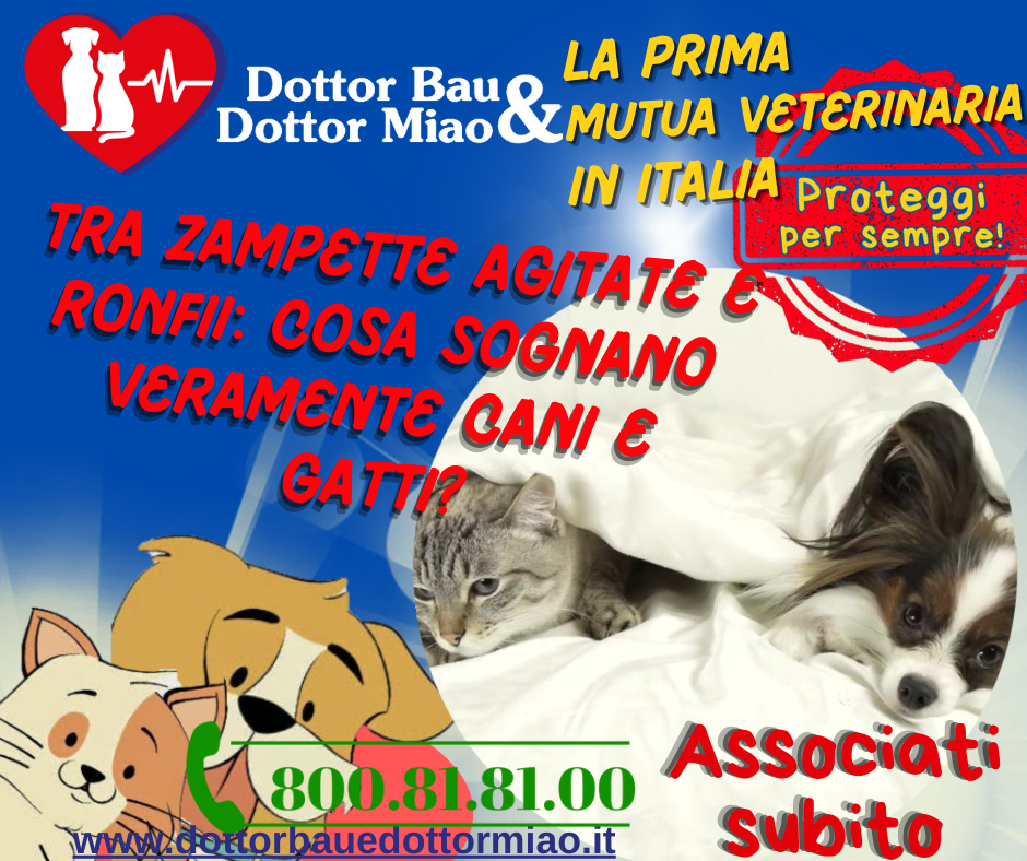 🐾Tra Zampette Agitate e Ronfii: Cosa Sognano Veramente Cani e Gatti? 🐶🐱