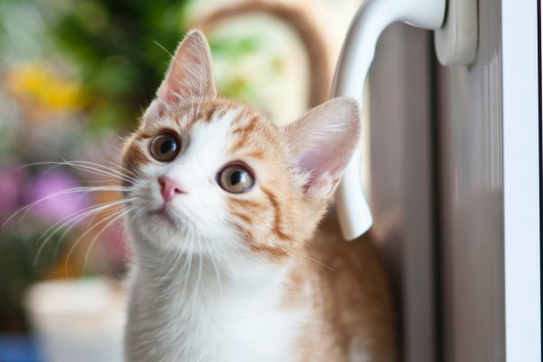 Perché il nostro gatto fa pipì fuori dalla lettiera?