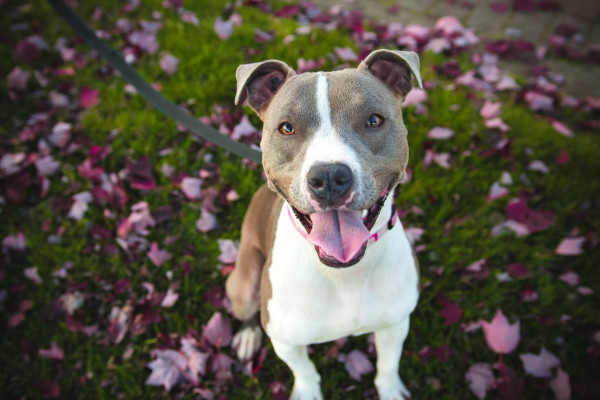L'alito cattivo nel cane da cosa può dipendere?