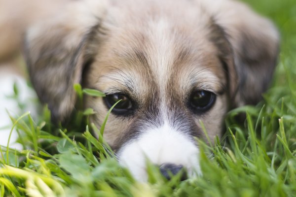 Dermatite del cane come curarla e riconoscere i sintomi