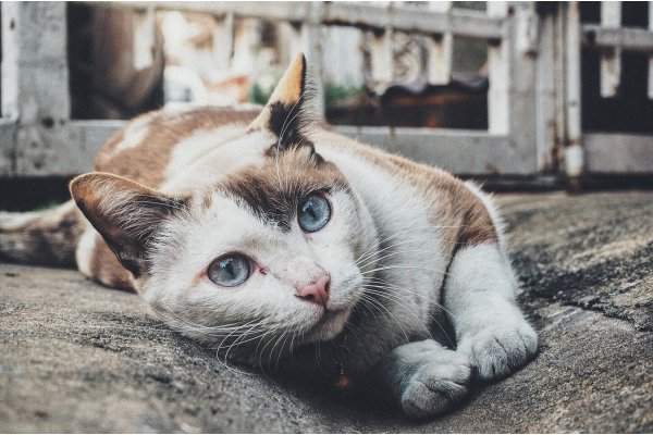 Malattie della pelle del gatto: riconoscerle e curarle