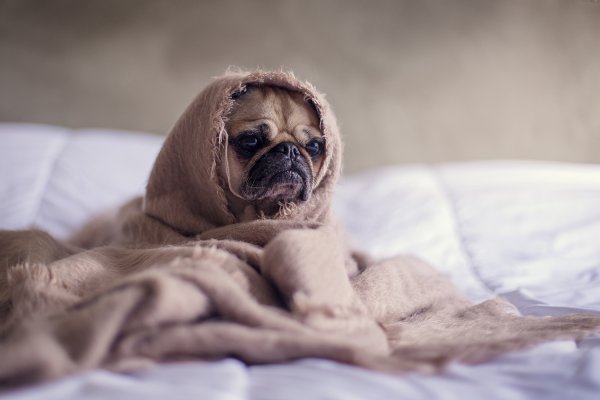 Febbre nel cane: i sintomi e cosa fare