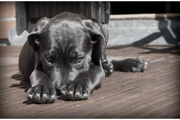 Il mio cane trema cosa posso fare?