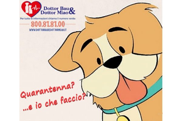 Come gestire al meglio il cane e noi durante la quarantena