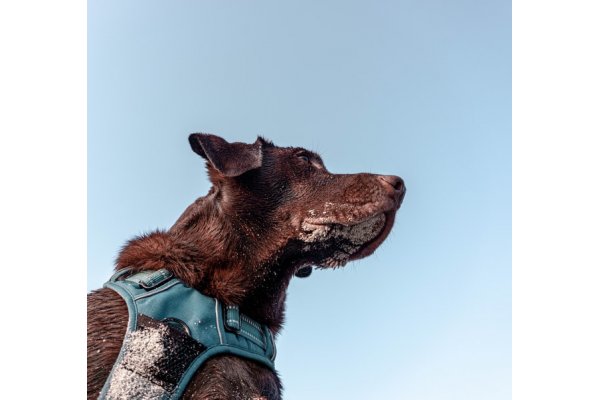 Come mettere la pettorina al tuo amico a quattro zampe