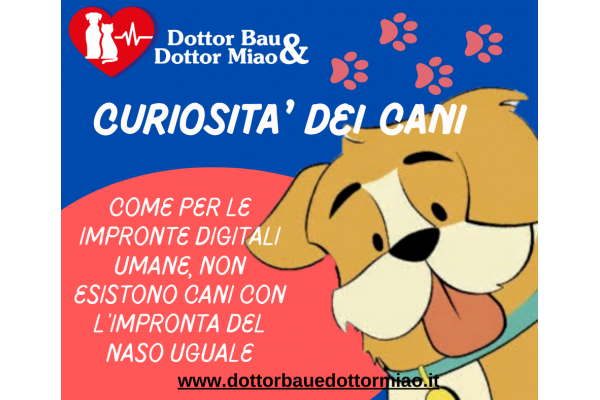 Curiosità dei cani...impronta del naso